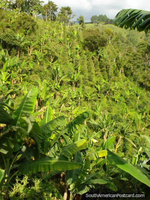 Un valle de plantas de café sombreado por plátanos en Salento. (480x640px). Colombia, Sudamerica.