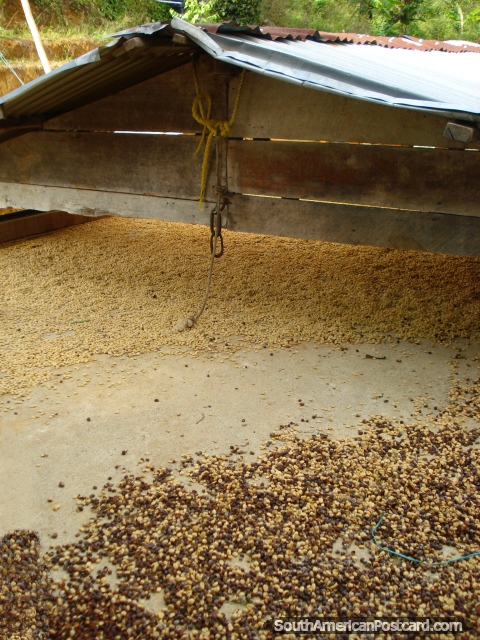 Um café quarto que seca e classifica abaixo de um telhado instável em uma fazenda em Salento. (480x640px). Colômbia, América do Sul.