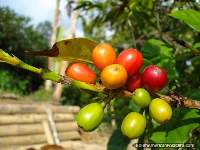 Feijões de café maduros e amadurecem que crescem em uma fazenda de café de Salento. (640x480px). Colômbia, América do Sul.