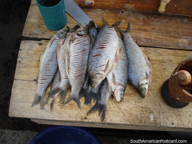 O peixe fresco pega-se no rio em Magangue. (640x480px). Colmbia, Amrica do Sul.