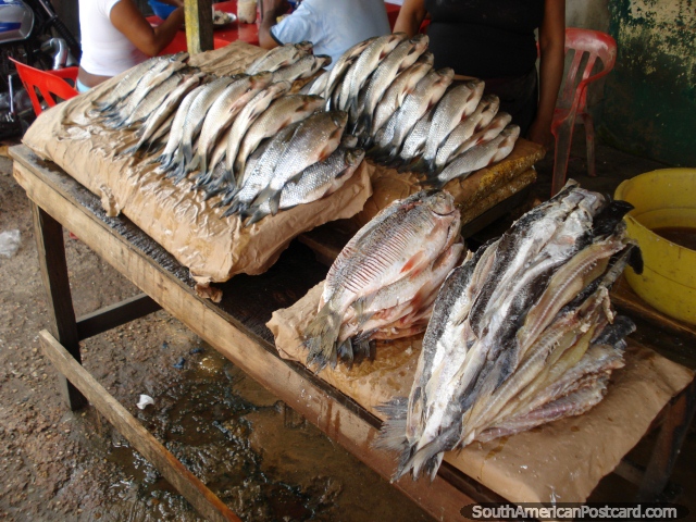 Fish for sale at the Magangue fish market. (640x480px). Colombia, South America.