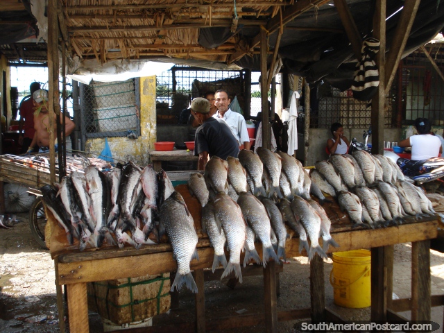 The fish market of Magangue. (640x480px). Colombia, South America.