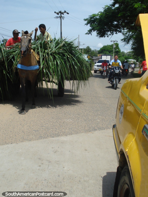 El caballo y el carro llevan el lino en Cicuco, entre Bodega y Mompos. (480x640px). Colombia, Sudamerica.