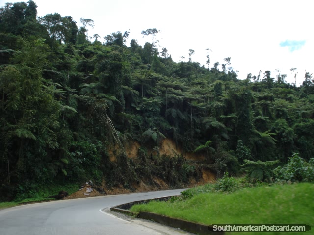 Torrente de lama e rvores cadas de Bucaramanga a Cucuta. (640x480px). Colmbia, Amrica do Sul.