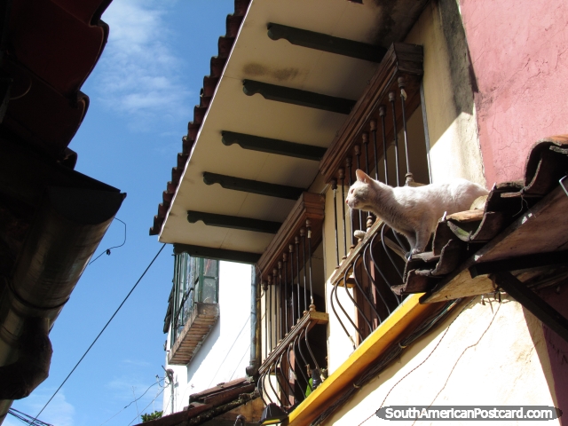 Gato pronto para saltar do telhado ao telhado no corredor de Bogotá. (640x480px). Colômbia, América do Sul.