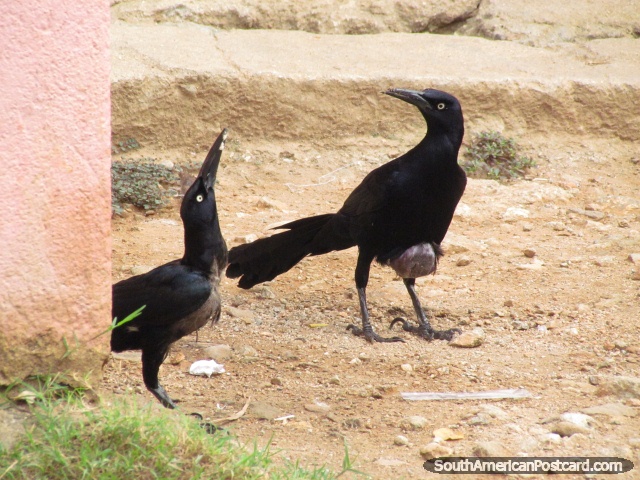 Um par de pássaros pretos em Taganga. (640x480px). Colômbia, América do Sul.