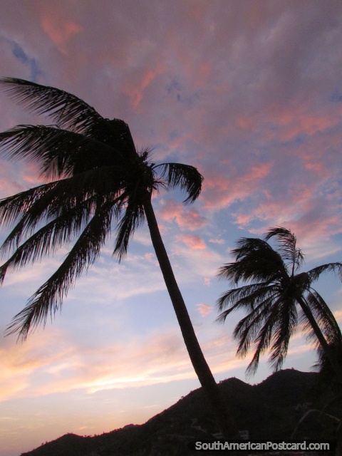 Palm trees and a blue pink sky in Taganga. (480x640px). Colombia, South America.