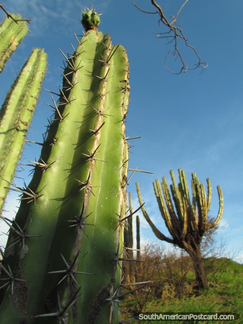 Las formas de cactus en las colinas en Taganga. (480x640px). Colombia, Sudamerica.