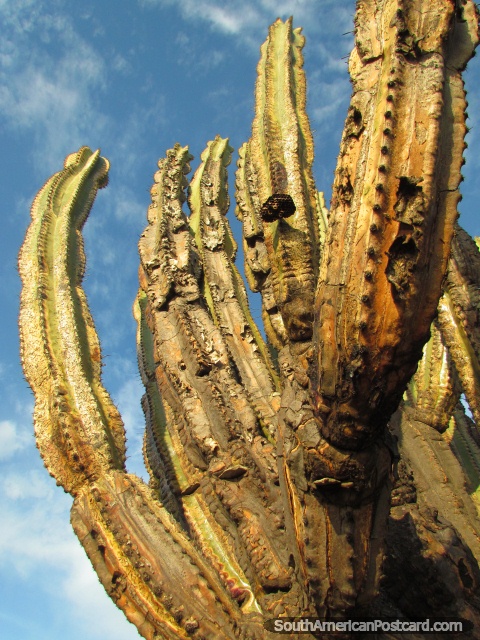 Cactus of green and brown in Taganga. (480x640px). Colombia, South America.