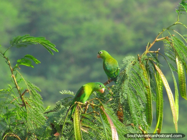 2 periquitos verdes em uma árvore em Taganga. (640x480px). Colômbia, América do Sul.
