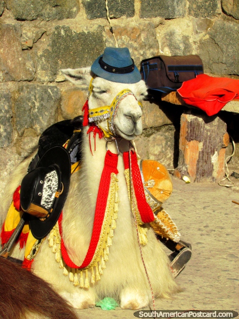 Ver as lhamas vestidas em Las Lajas em Ipiales. (480x640px). Colômbia, América do Sul.