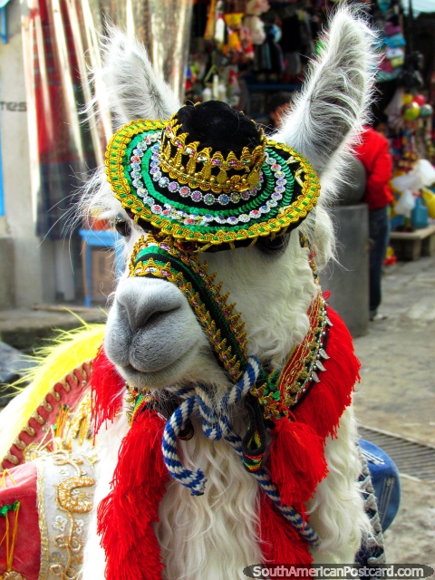 Llama wears hat and colorful clothing at Las Lajas in Ipiales. (480x640px). Colombia, South America.