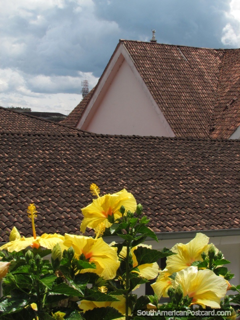 Flores amarelas e telhados cobertos com telhas em Popayan. (480x640px). Colmbia, Amrica do Sul.