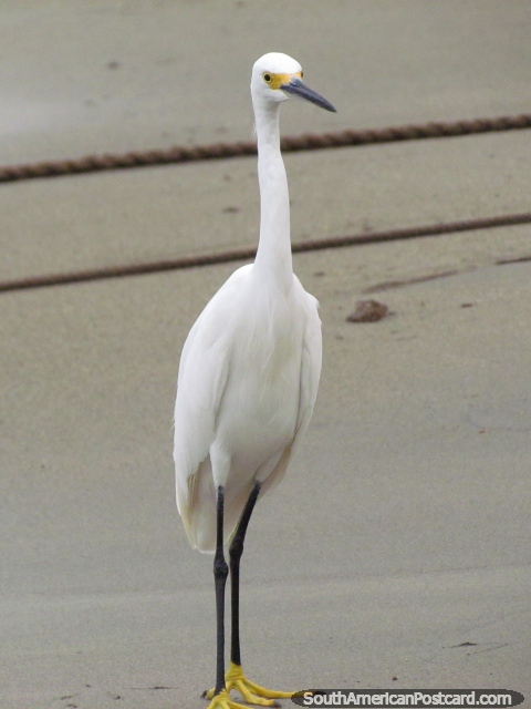 A white sea stalk with yellow feet and face in Taganga. (480x640px). Colombia, South America.