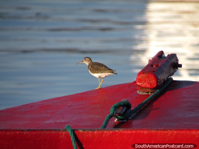 Pequeña ave en un pequeño barco de madera rojo en el agua en Taganga. (640x480px). Colombia, Sudamerica.
