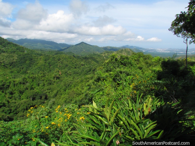 Os terrenos colinosos verdes viosos de Minca. (640x480px). Colmbia, Amrica do Sul.