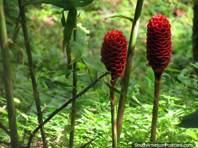 Um par de flores encaracoladas vermelhas, quase parece a bala, Minca. (640x480px). Colmbia, Amrica do Sul.