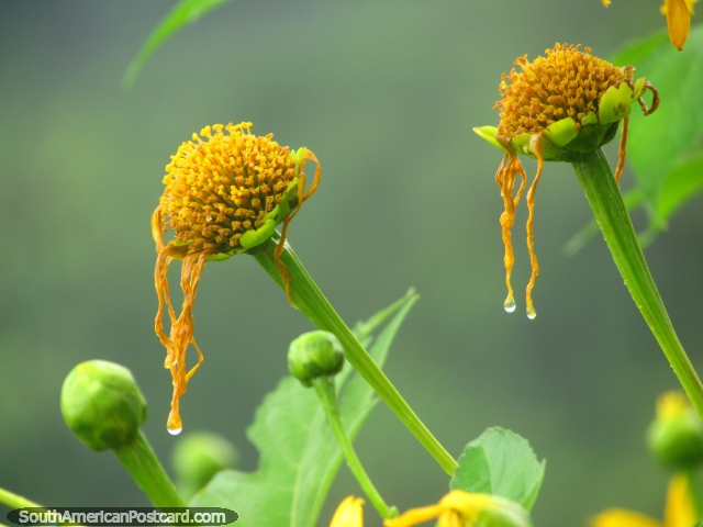Gotas del agua en brotes de la flor amarillos, Minca. (640x480px). Colombia, Sudamerica.