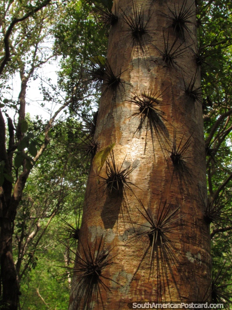 Uma rvore com pregos afiados impede algo do subir, Bonito Gordo. (480x640px). Colmbia, Amrica do Sul.