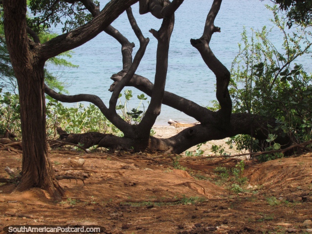 Visão pelas árvores ao mar em Bonito Gordo. (640x480px). Colômbia, América do Sul.