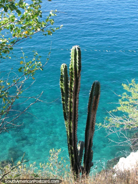 El cactus se sienta en el borde del acantilado encima de aguas turquiose al este de Taganga. (480x640px). Colombia, Sudamerica.