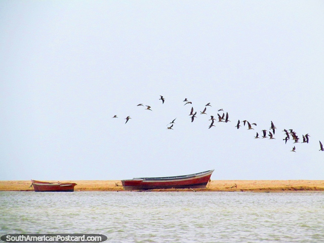O grande grupo de pássaros voa em volta da borda da lagoa em Camarones. (640x480px). Colômbia, América do Sul.