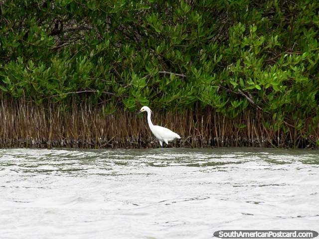 Cegonha branca na borda de lagoa procurando peixe em Camarones. (640x480px). Colômbia, América do Sul.