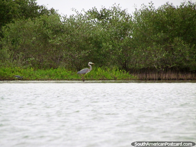 Cigüeña gris grande en la laguna en Camarones, costa del norte. (640x480px). Colombia, Sudamerica.