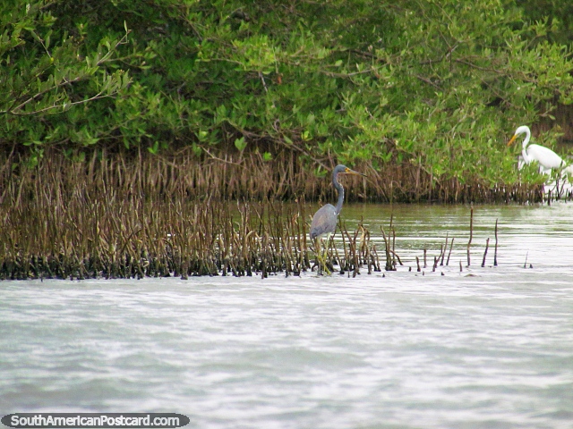 Um par de pssaros (cinza e branco) em lagoa de Camarones. (640x480px). Colmbia, Amrica do Sul.