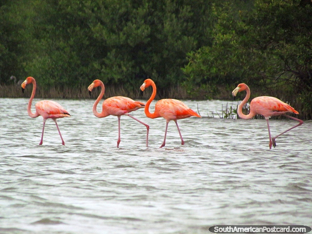 4 flamingos rosa na lagoa em Camarones. (640x480px). Colômbia, América do Sul.