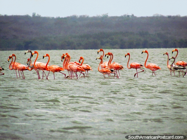 Familia grande de flamencos rosados/naranja en laguna de Camarones. (640x480px). Colombia, Sudamerica.