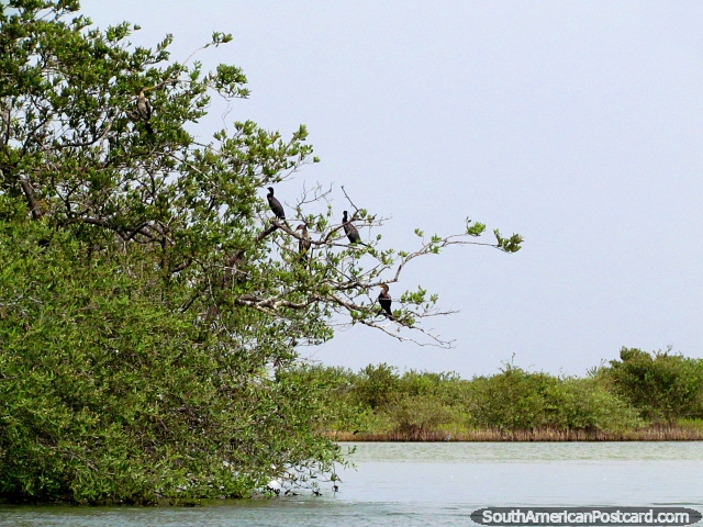 Pssaros em rvores na borda de lagoa em Camarones. (640x480px). Colmbia, Amrica do Sul.