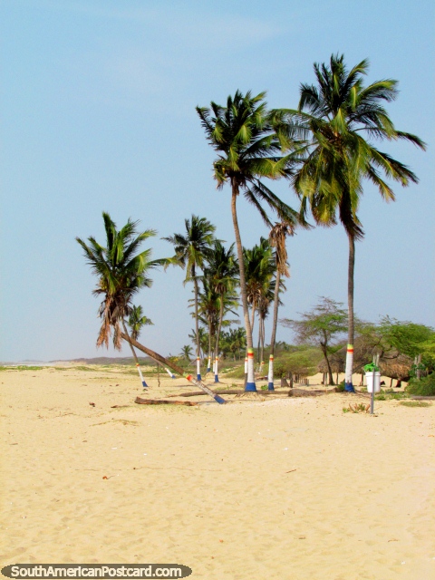 White sandy beach and palm trees at Camarones lagoon. (480x640px). Colombia, South America.