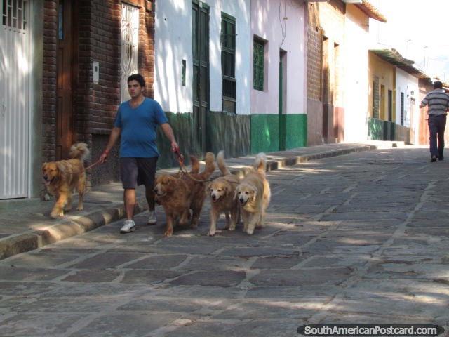 Um homem anda com cinco cachorros grandes em uma rua de paralelepípedos de San Gil. (640x480px). Colômbia, América do Sul.
