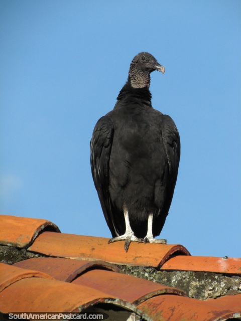 Um abutre preto senta-se em um telhado coberto com telhas em San Gil. (480x640px). Colmbia, Amrica do Sul.
