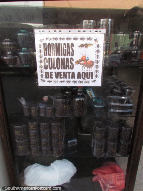 Hormigas Culonas são grandes formigas de asno comestïveis, disponïveis em San Gil. (480x640px). Colômbia, América do Sul.