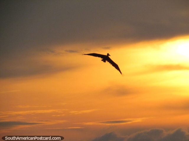 Un pelícano vuela alto en la distancia de una puesta del sol encendida en Taganga. (640x480px). Colombia, Sudamerica.