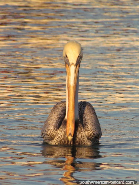 O pelicano na gua faz o barril desviar o olhar da minha cmera em Taganga. (480x640px). Colmbia, Amrica do Sul.