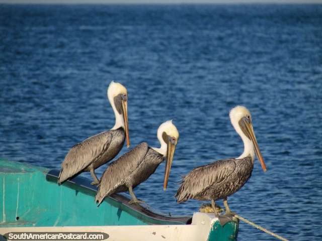 3 pelicans sit on a green fishing boat in Taganga. (640x480px). Colombia, South America.