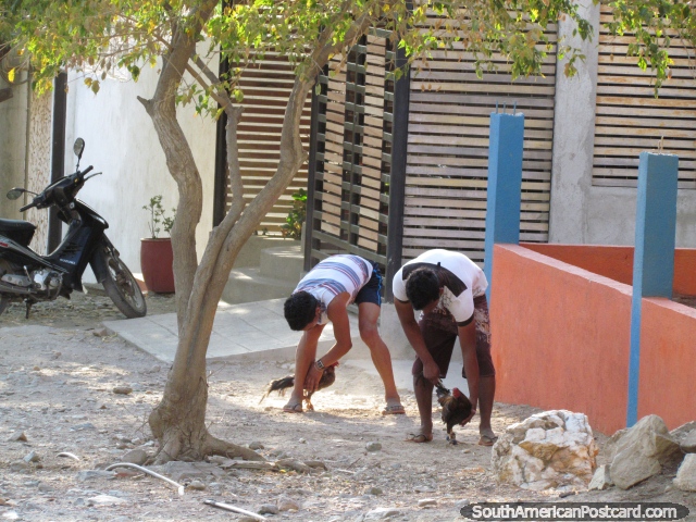 2 chicos entrenan a sus pollos en las callejuelas de Taganga. (640x480px). Colombia, Sudamerica.