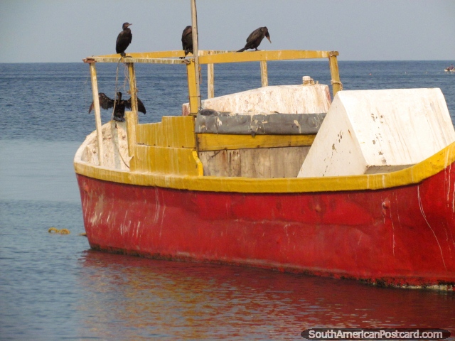 Las aves marinas se sientan en un barco de pesca rojo y amarillo en las aguas de Taganga. (640x480px). Colombia, Sudamerica.