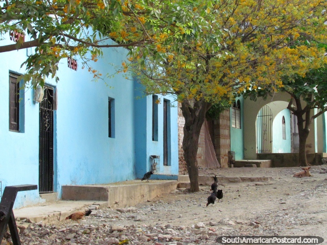 Chickens look for food under green trees beside houses in Taganga. (640x480px). Colombia, South America.