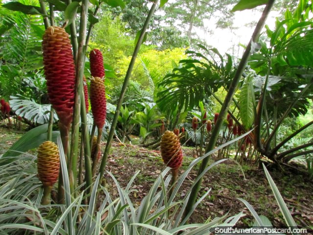 A walk through the flora and fauna at the Coffee Park in Armenia. (640x480px). Colombia, South America.