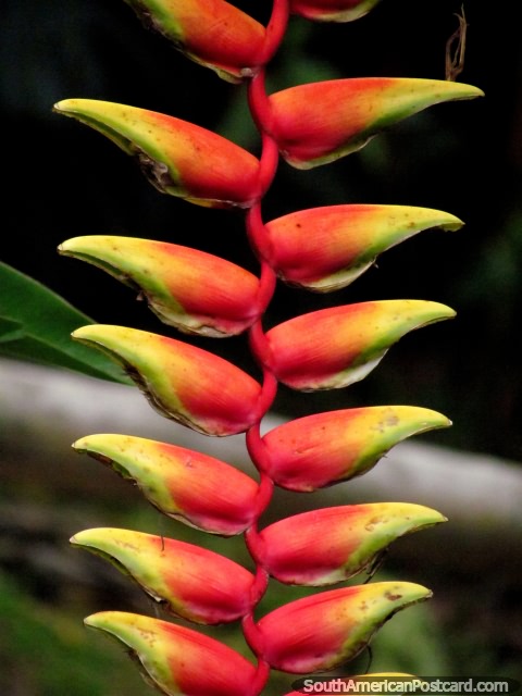 Una planta interesante de rojo y verde en el Parque Nacional del Caf en Armenia. (480x640px). Colombia, Sudamerica.
