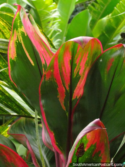 Beautiful red and green leaves in the gardens at the Coffee Park in Armenia. (480x640px). Colombia, South America.