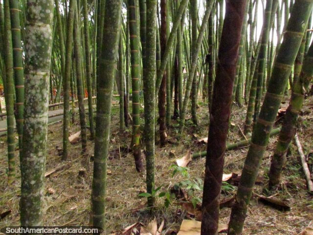 A rea de bambu no fundo da colina perto da ponte em Parque do Caf na Armnia. (640x480px). Colmbia, Amrica do Sul.