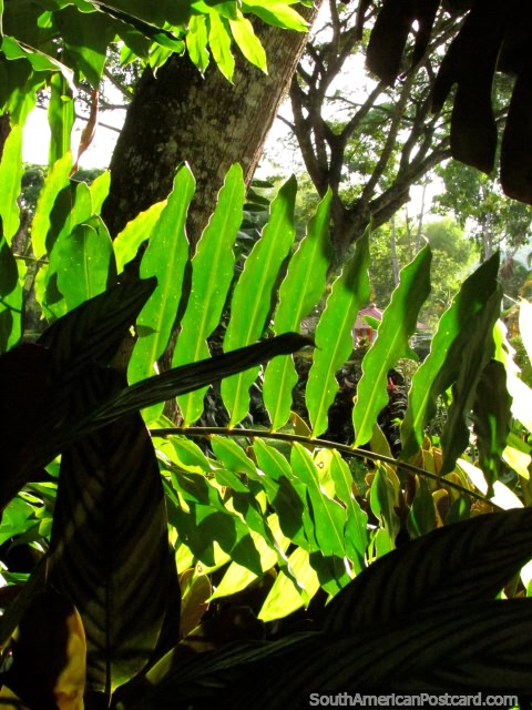 Bright green leaves in the sunlight at the Coffee Park in Armenia. (480x640px). Colombia, South America.