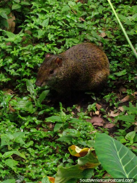 Una pequea criatura roedor, carpincho en los Jardines Botnicos en Armenia. (480x640px). Colombia, Sudamerica.