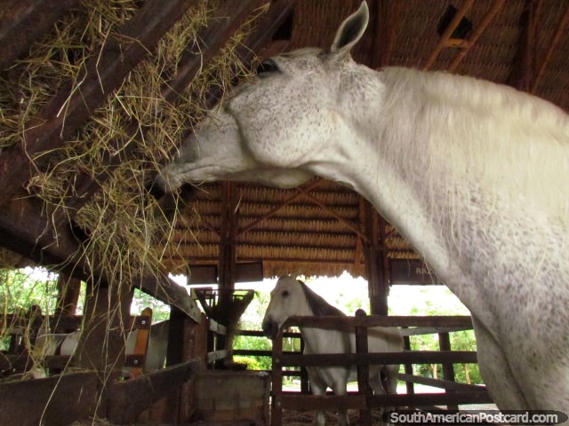 A white horse eats hay at Panaca animal farm in Armenia. (640x480px). Colombia, South America.