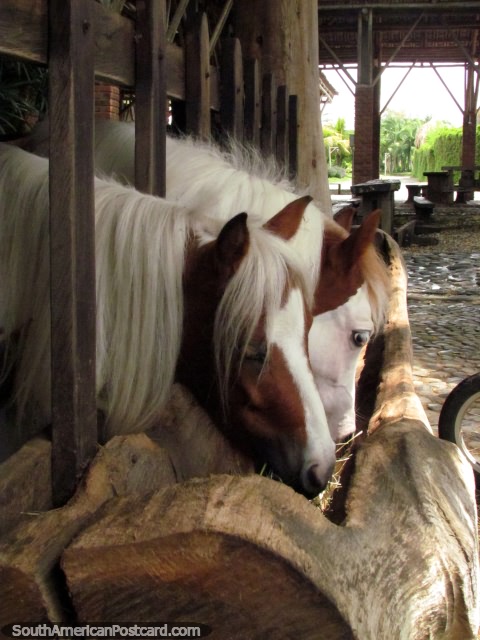 Os cavalos em miniatura comem da bandeja de comida na fazenda pecuria de Panaca na Armnia. (480x640px). Colmbia, Amrica do Sul.
